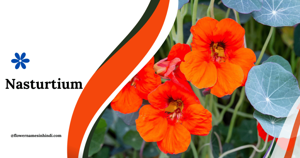 Nasturtium