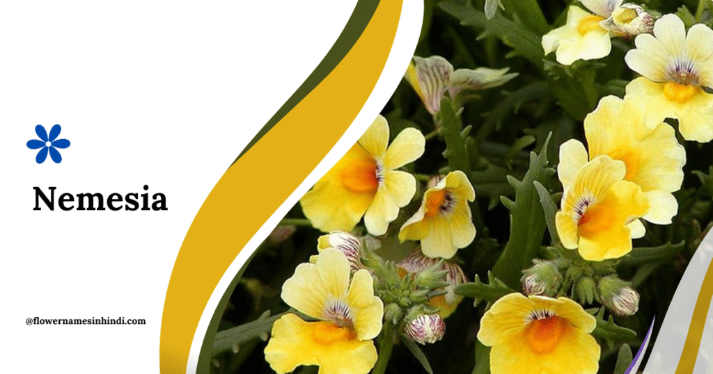 Nemesia 