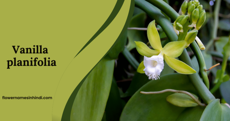 Vanilla planifolia
