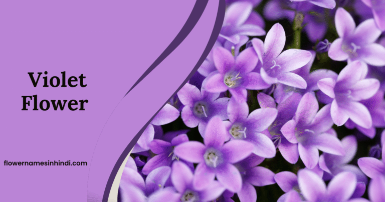 Violet-flowers that begin with V