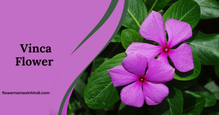 Vinca Flowers