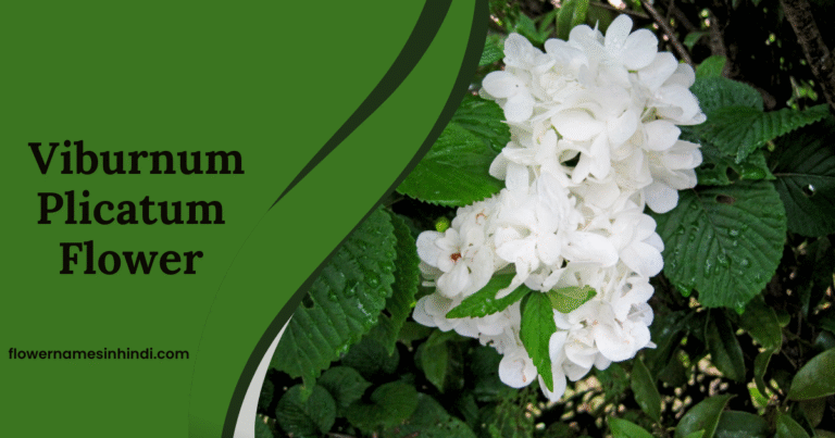 Viburnum plicatum