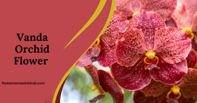 Vanda Orchid