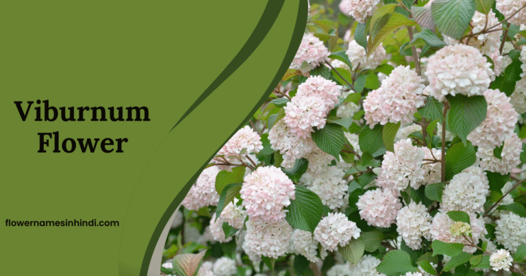 Viburnum 
flowers 
