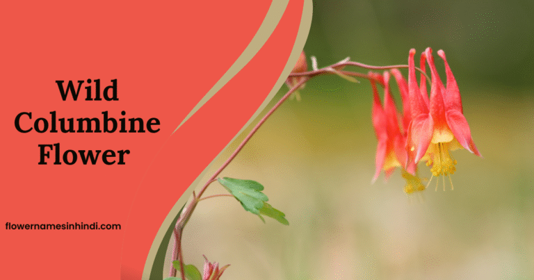 Wild Columbine
