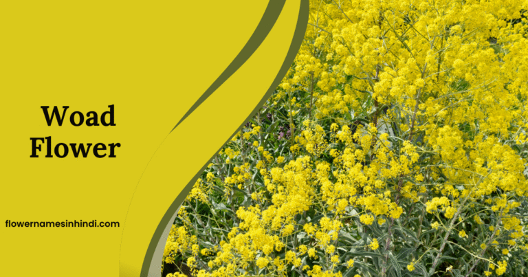 Woad: Flowers Beginning With W