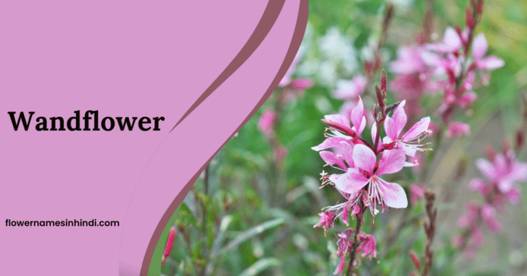 Wandflower