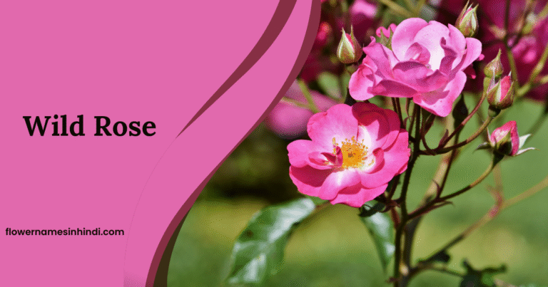 Wild Rose: Flowers Beginning With W