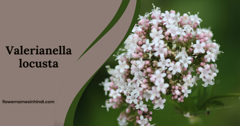 Valerianella locusta: 