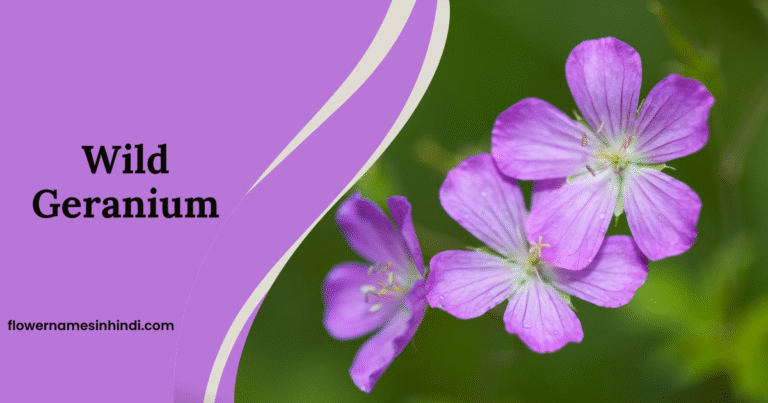Wild Geranium