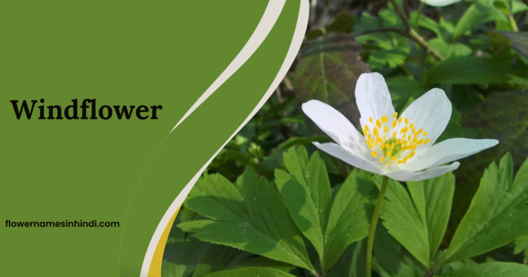 Windflower: Flowers Beginning With W