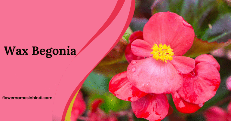 Wax Begonia