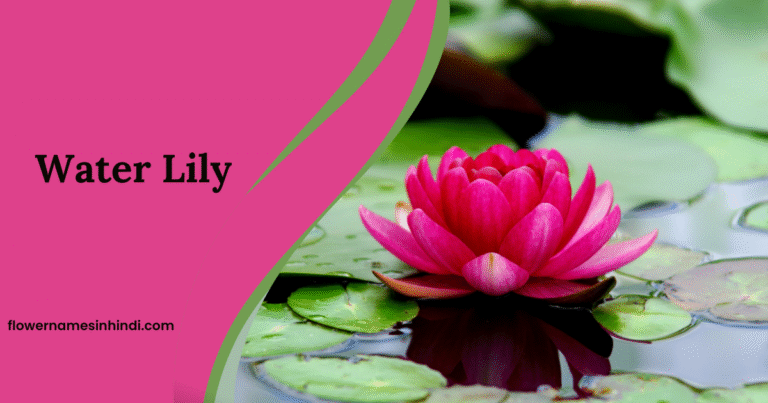 Water Lily: Flowers Beginning With W