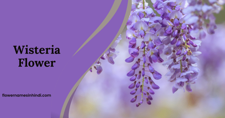 Wisteria