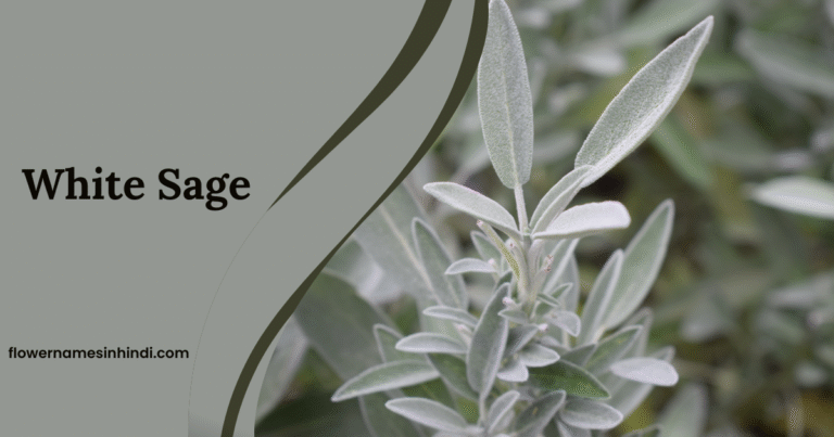 White Sage
