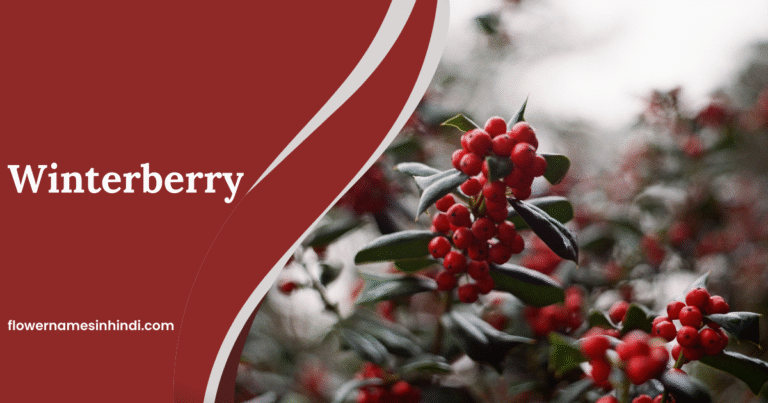 Winterberry
