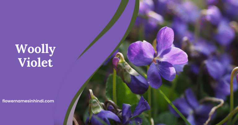 Woolly Violet:  Flowers Beginning With W
