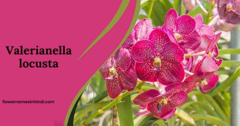 Vanda coerulea-V flowers