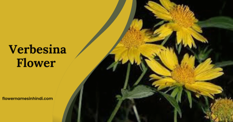 Verbesina-Flowers starting with V