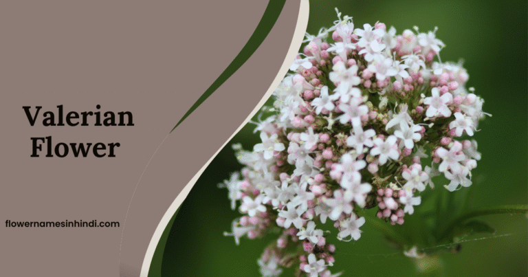 Valerian-V flowers