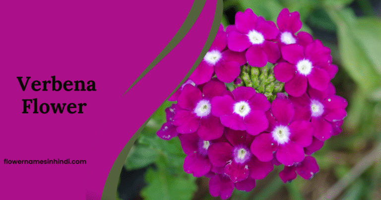 Verbena flower 