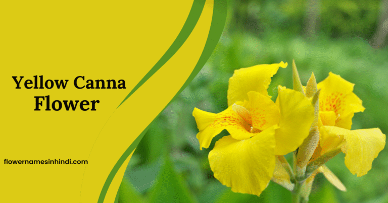 Yellow Canna