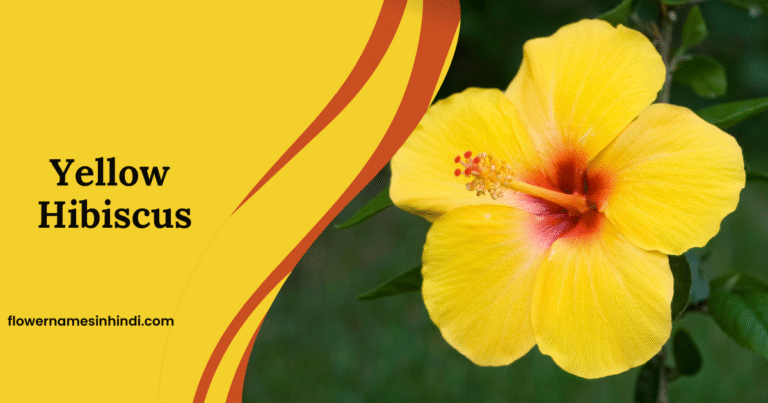 Yellow Hibiscus: Flower Beginning With Y