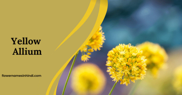 Yellow Allium