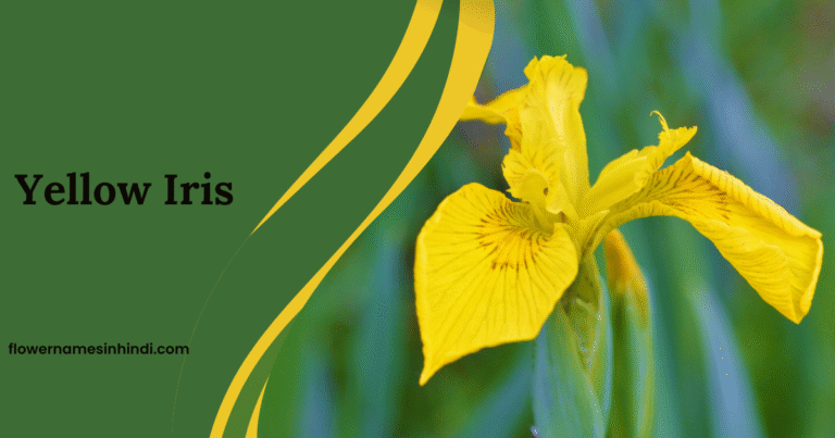 Yellow Iris: Flowers Beginning With Y