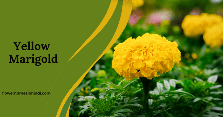 Yellow Marigold