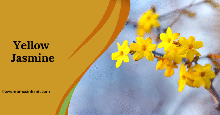 Yellow Jasmine: Flowers Beginning With Y