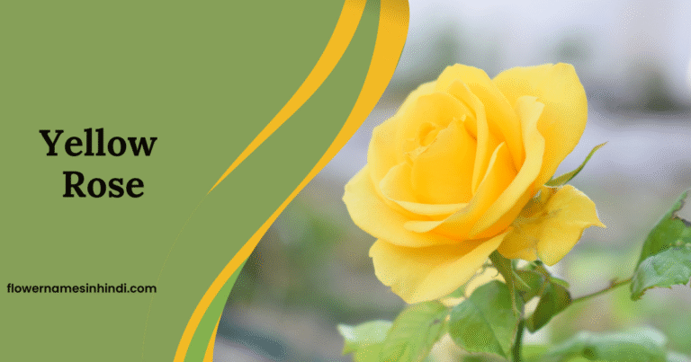 Yellow  Rose