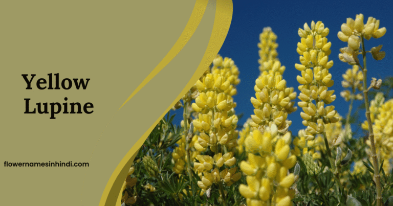Yellow Lupine