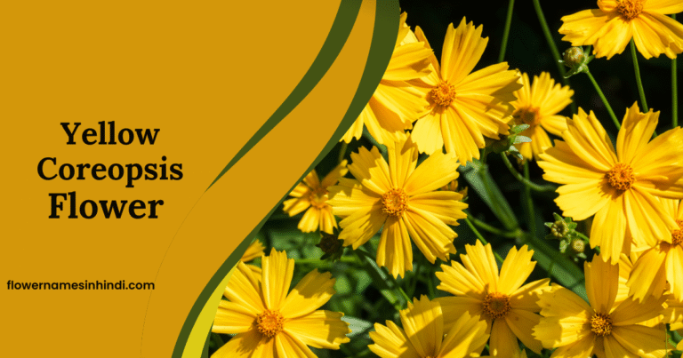 Yellow Coreopsis: Flowers Beginning With Y