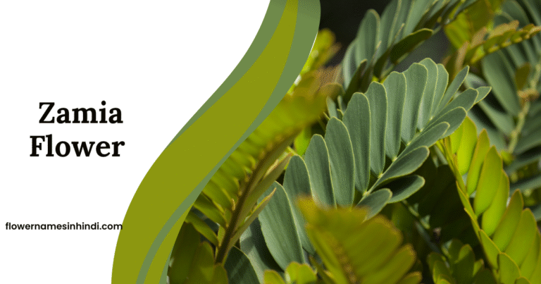 Zamia: Flowers That Begin With Z