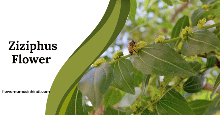 Ziziphus: Flower That Begins With Z