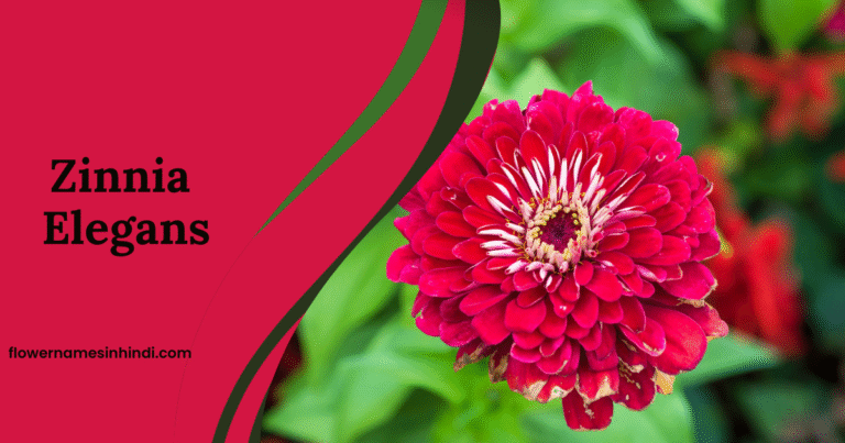 Zinnia Elegans