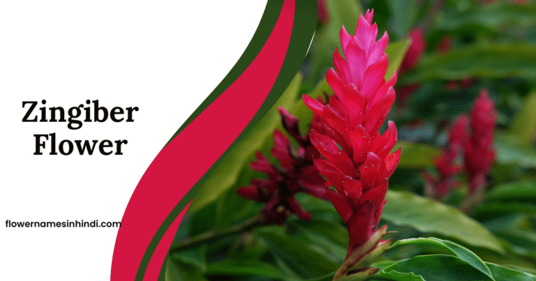 Zingiber: Flowers That Begin With Z