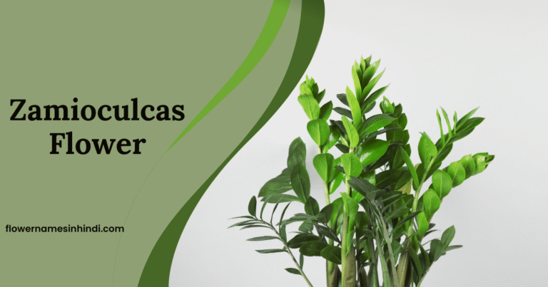 Zamioculcas: Flowers That Begin With Z