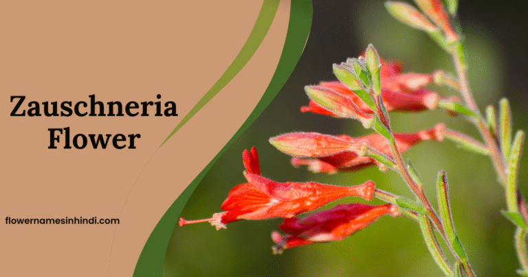 Zauschneria flower 
