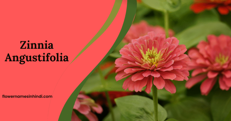 Zinnia Angustifolia
