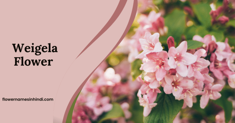 Weigela Flowers 