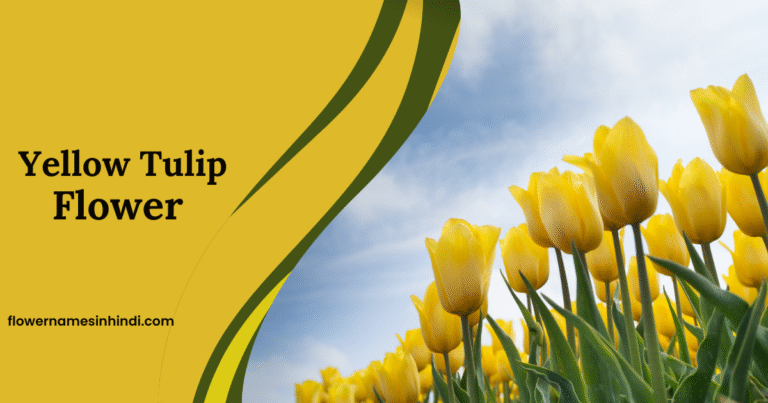 Yellow Tulip