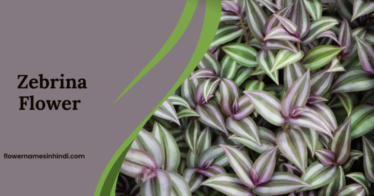 Zebrina: Flowers That Begin With Z
