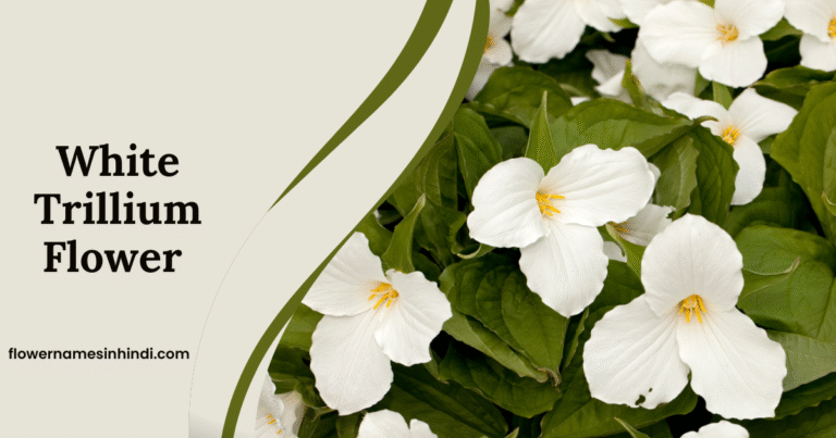 White Trillium