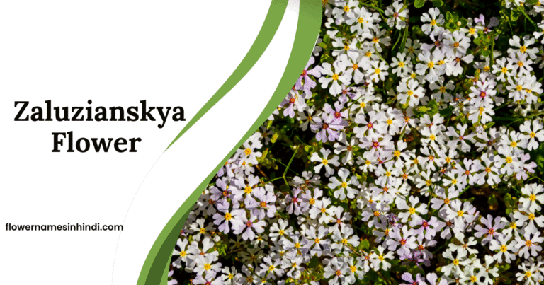 Zaluzianskya