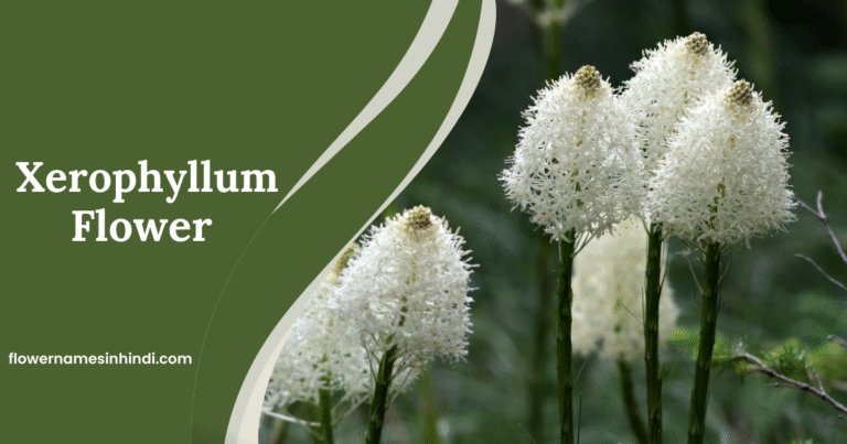 Xerophyllum: Flowers Beginning With X