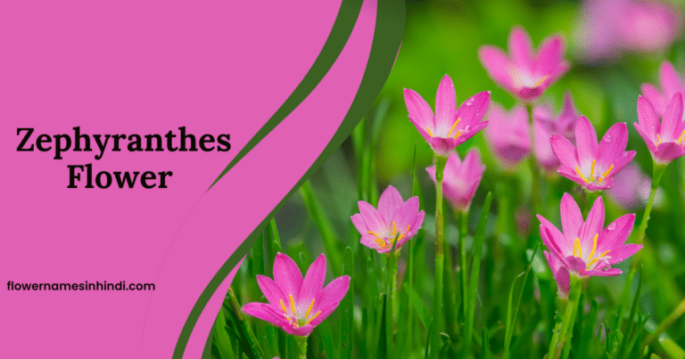 Zephyranthes