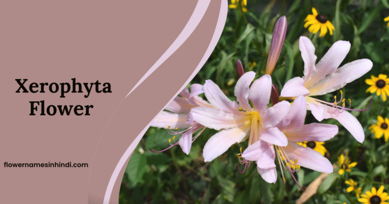 Xerophyta: Flowers Beginning With X
