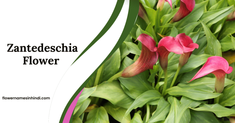 Zantedeschia